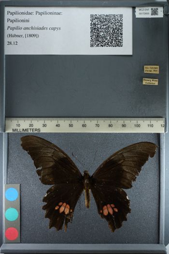 Media type: image;   Entomology 172655